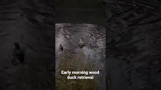 Early morning wood duck retrieval #shorts