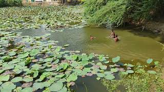 Collecting Lotus flowers