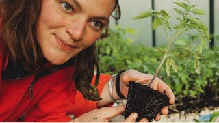 Mi ASOCIACIÓN DE CULTIVOS preferida! - Plantando tomates en la huerta