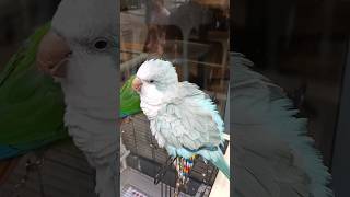 Couple Parrot ❤️ #parrot #birds #shorts #shortvideo