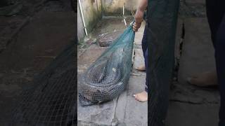 Big Size Snakehead Fish Catchup 😮😮🙆‍♂️🙆‍♂️