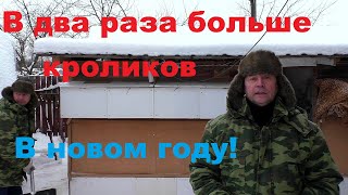 БОЛЬШЕ КРОЛИКОВ🐰 В ДВА РАЗА🎅 В НОВОМ ГОДУ Кролики содержание и разведение