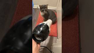 Kitten Meets A Hairdryer