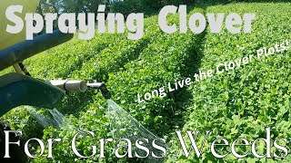 What To Spray On Clover Food Plots To Get Years Out Of Them | Food Plot Clover Maintenance