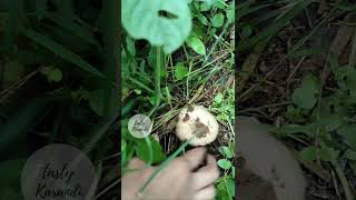 Mushroom Hunt | Mushroom | Mushroom searching | #shorts