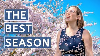 TOP Things to do in Amsterdam in Spring (from a LOCAL)