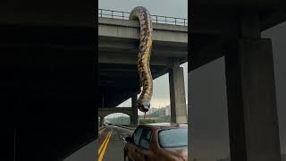 Driver panicked, a large python snake hanging from the bridge 🐍 #youtubeshorts