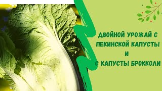 🌿👍Двойной урожай с пекинской  капусты и с капусты брокколи