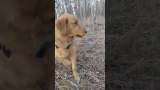 golden retriever puppy fetches arrow