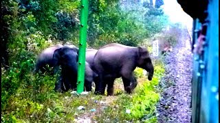 ELEPHANTS STOP TRAIN !!! Assam , INDIA