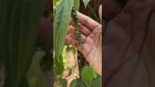 Chunkapura Plantations | Marayoor | Kerala