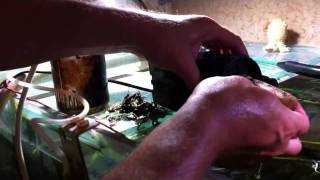 TUTO Entretien aquarium : Nettoyage pompe brassage