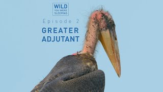 Wild You Were Sleeping (Episode 2): The Greater adjutant