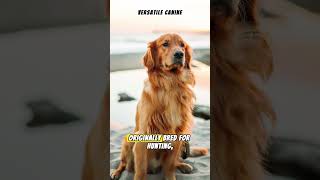 Heartwarming Tails: Exploring the Golden World of Golden Retrievers #shorts #animals #dogs