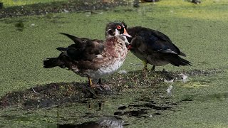 Molting Woodies