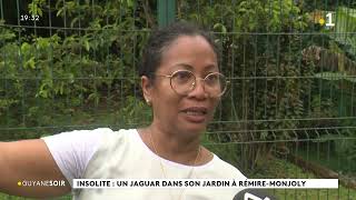 Mai 2022 jaguar capturé route des plages Rémire Montjoly Guyane