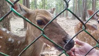 My Dear Deer's