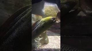 Moray Eel looks creepy! #shorts #creepy #morayeel #sealife #ytshorts