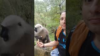 Funny langur monkey feeding moments