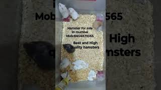 hamsters for sale in mumbai #pets #mumbai #hamsterbabies #hamsterbabys #dwarf #forsale