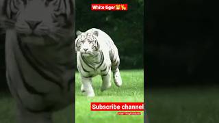 Pace is base for hunt - Tiger 🐯🐅 #youtube #viral #tiktok #animals #shorts #tiger