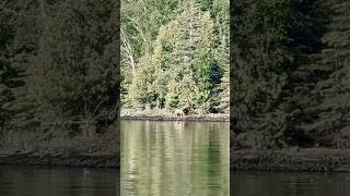 Eagle Lake, Northwestern Ontario, Canada  -  #Partridgepoint #eaglake #shorts