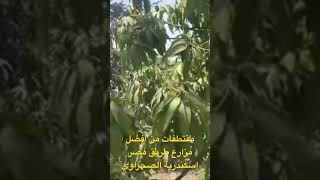 من افضل مزارع طريق مصر اسكندرية الصحراوي