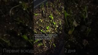 сад цветов. первые всходы🌱