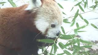 First Day of Winter at Cleveland Metroparks Zoo