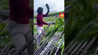 🌱🌱😋 #farming #vegestables #satisfying #gardening #youtubeshorts 🌱😱😱🤗