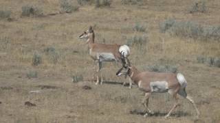 Traditional bow hunt for Antelope