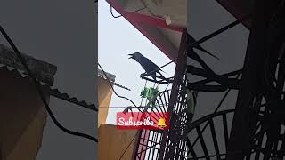 #crow #sounds