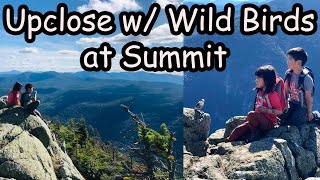 Mt Jackson & Mt Webster Hike | New Hampshire White Mountains