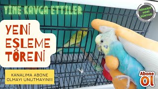 Lacewing Dişi İle Yine Kavga Ettiler | Yeni Dişi Kuş İle Eşleme Anı