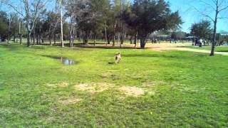 Weimaraner catching a giant stick at the dog park