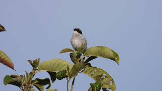 Grey Bushchat, Tenzing Village, Arunachal Pradesh, March 2024