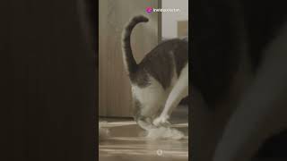 Adorable Cat became Hilarious Assassin!