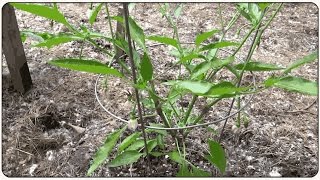 70 Days After Pruning Pepper Plants, In the Ground!