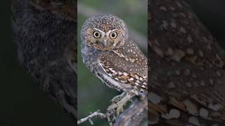 The Tiniest Owl #funfactshorts