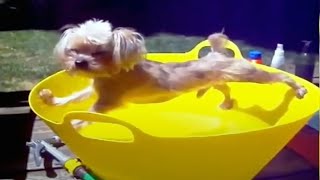 Funny Dog Bathing Compilation 2020 😂 🧼 [Funny Pets]