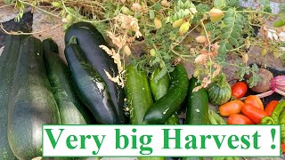 Very Big Harvest at Home ! 🍅🥒🍇🌶