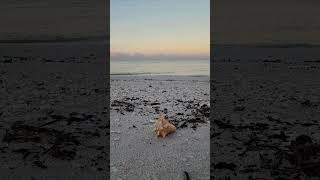 Welcome to the Gulf of Mexico! Enjoy waves crashing from a Southwest Florida beach #naturesounds