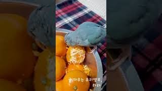 친절하게 귤도 까주는 막둥이, 유리앵무 라라 shorts