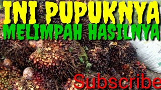 pupuk sawit paling mantap