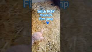 BABY GOATS 🐐💙 first jump #shorts #goats #babygoats