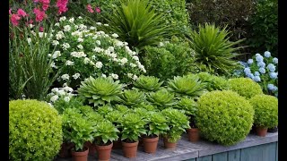 Top 10 Easy-Care Plants for the Busy Gardener!