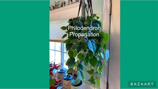 PHILODENDRON PROPAGATION