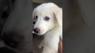 Cute puppy 🤍 #viral #ytshorts #shorts #puppy #cute #cutepuppy #vira