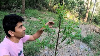 बागवानी की ओर नई सोच || Hill Top Traveller || Stone fruits || Shehtoot (Kimmu)