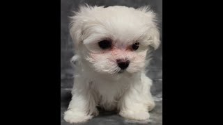 Maltese Puppy Princess